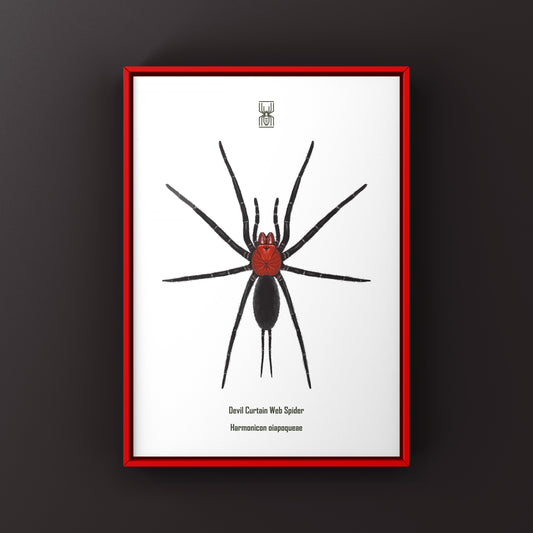 Devil’s Curtain Web Spider, Harmonicon Oiapoqueae, Photographic Art Print
