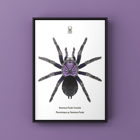 Dominican Purple Tarantula, Phormictopus Sp Dominican Purple, Photographic Art Print