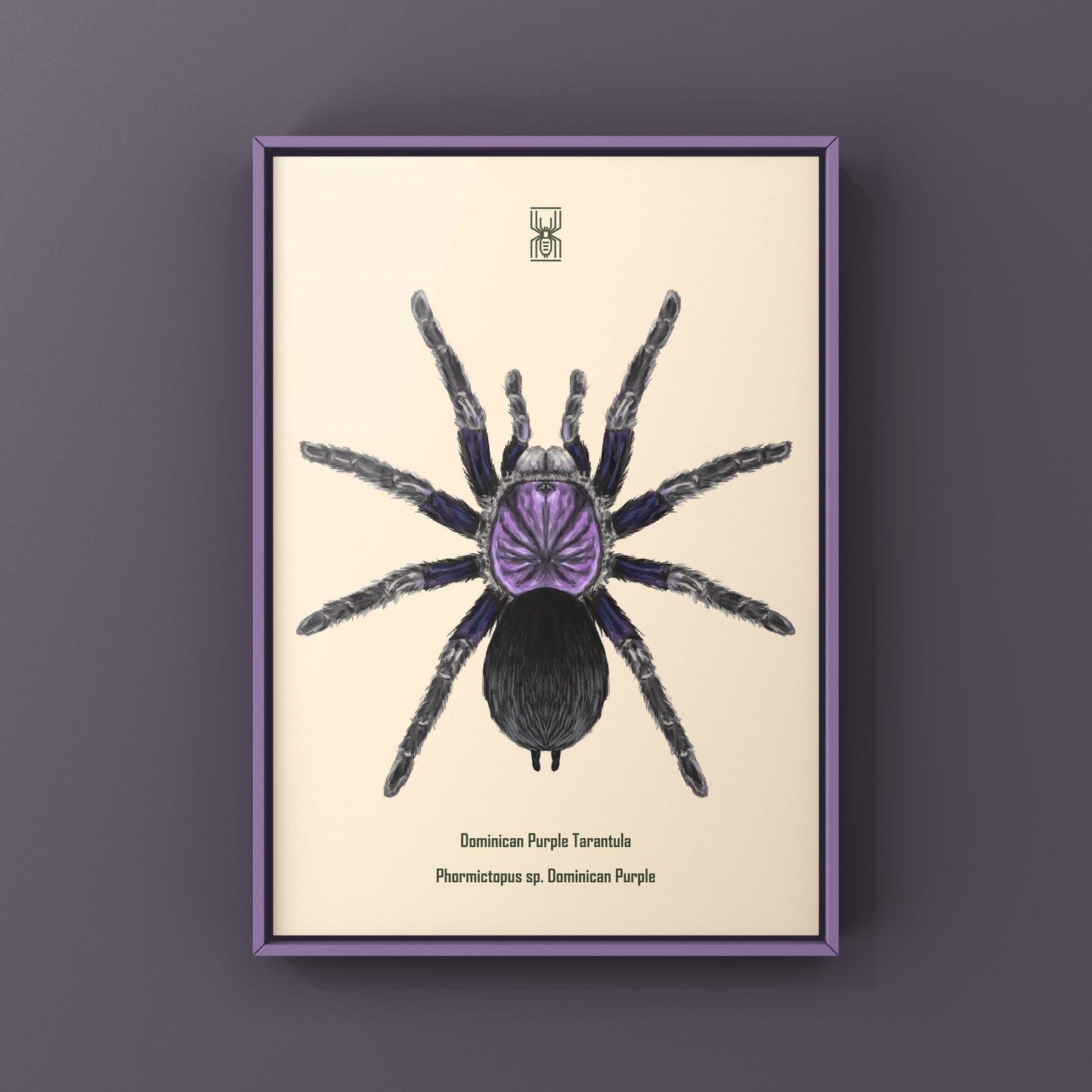 Dominican Purple Tarantula, Phormictopus Sp Dominican Purple, Photographic Art Print