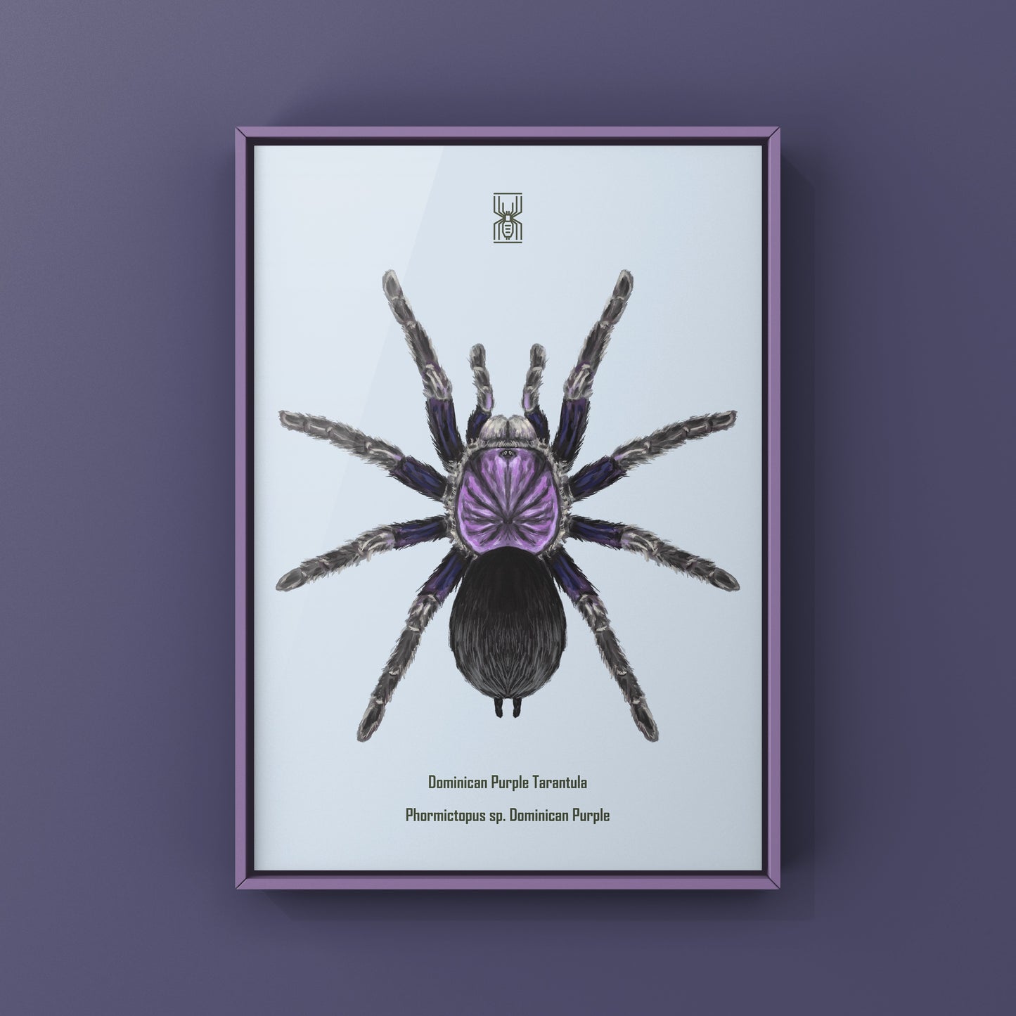Dominican Purple Tarantula, Phormictopus Sp Dominican Purple, Photographic Art Print