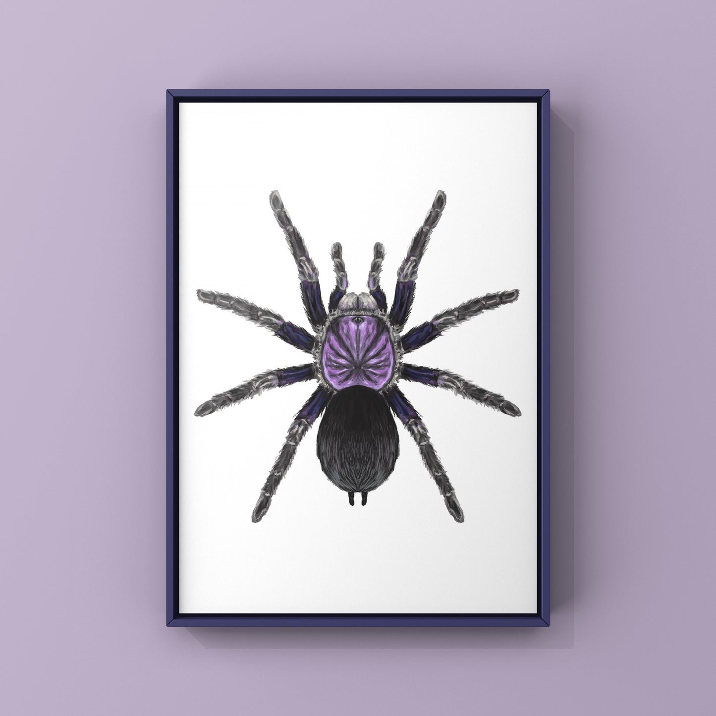 Dominican Purple Tarantula, Phormictopus Sp Dominican Purple, Photographic Art Print