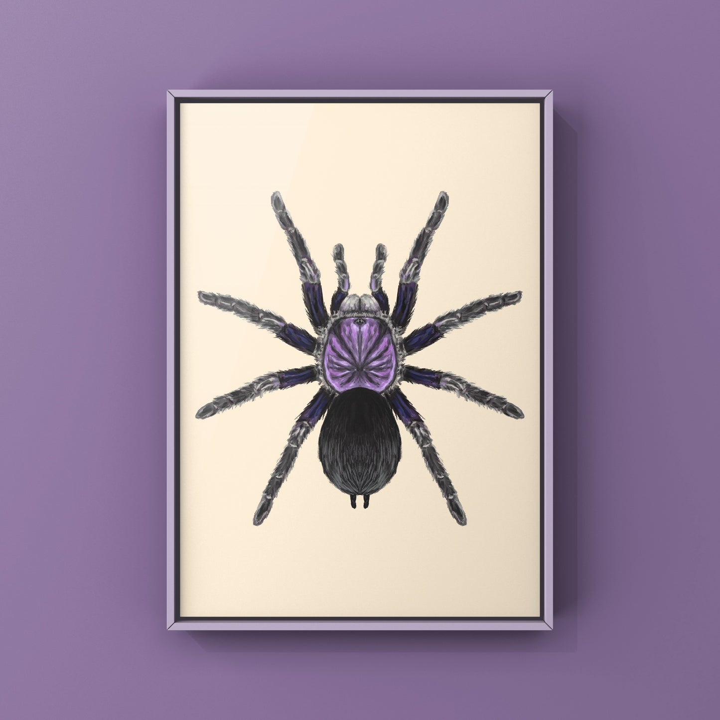 Dominican Purple Tarantula, Phormictopus Sp Dominican Purple, Photographic Art Print