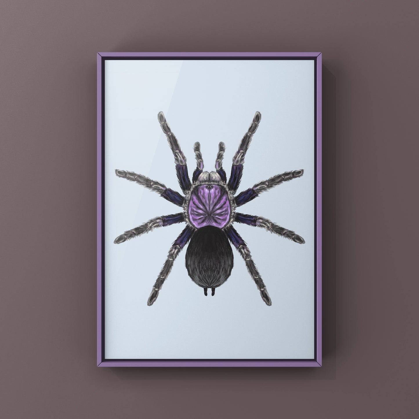 Dominican Purple Tarantula, Phormictopus Sp Dominican Purple, Photographic Art Print