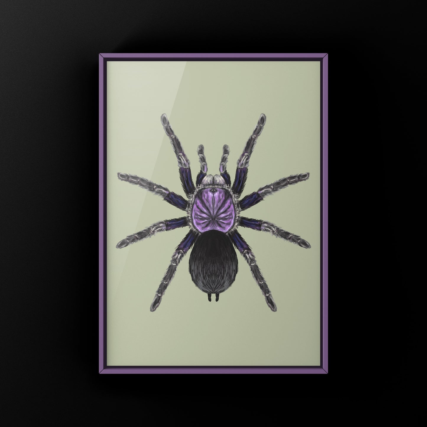 Dominican Purple Tarantula, Phormictopus Sp Dominican Purple, Photographic Art Print