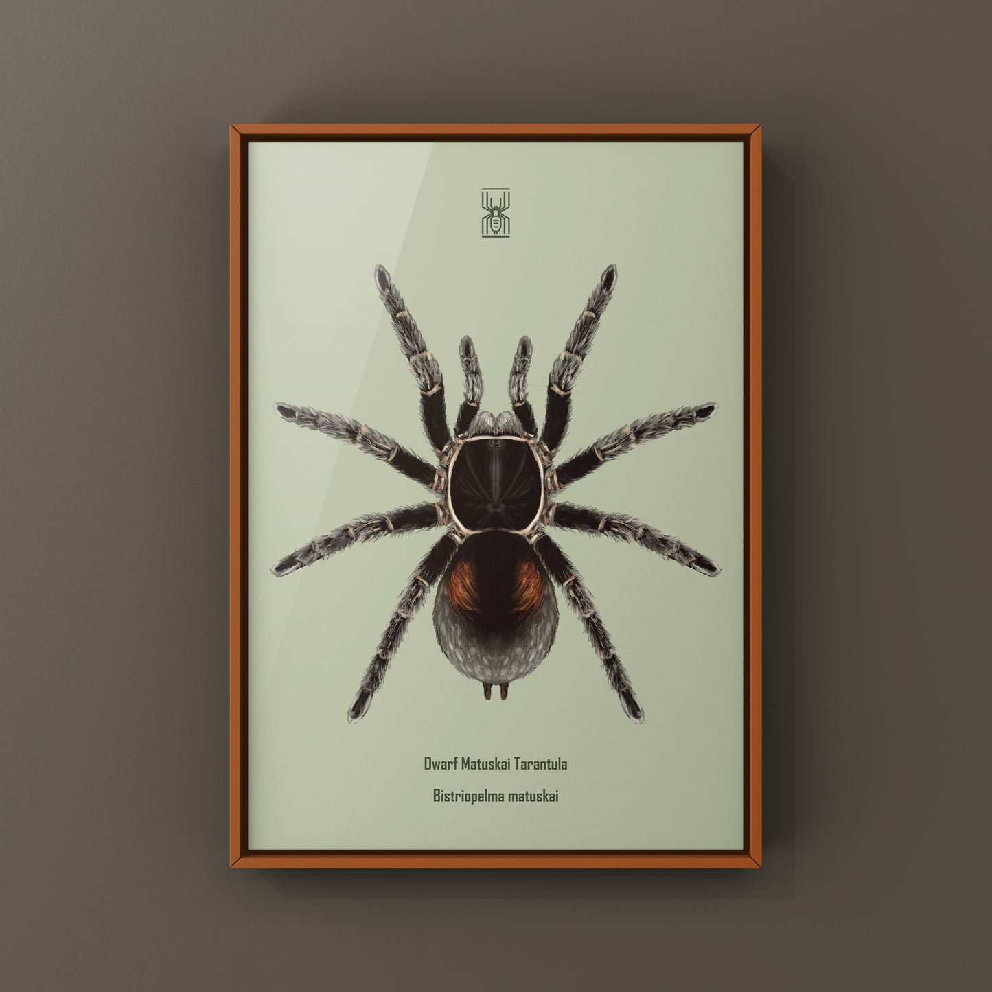 Dwarf Matuskai Tarantula, Bistriopelma Matuskai, Photographic Art Print