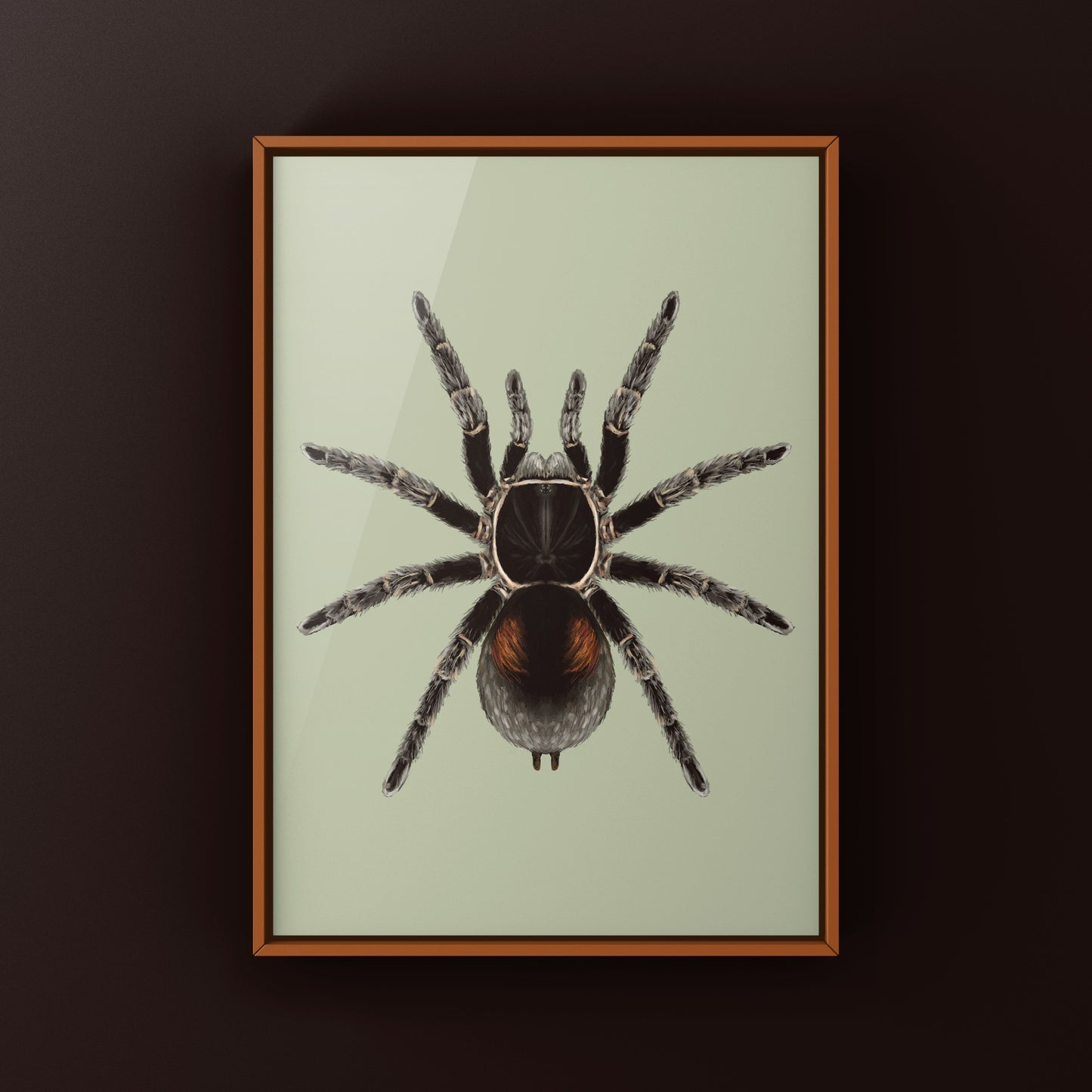 Dwarf Matuskai Tarantula, Bistriopelma Matuskai, Photographic Art Print