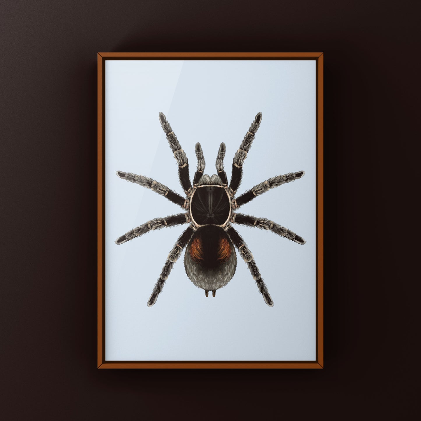 Dwarf Matuskai Tarantula, Bistriopelma Matuskai, Photographic Art Print
