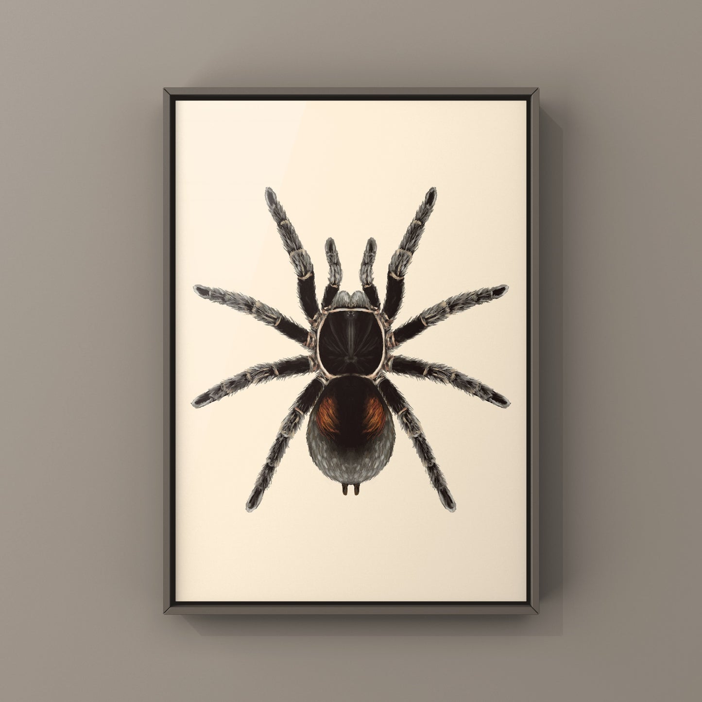Dwarf Matuskai Tarantula, Bistriopelma Matuskai, Photographic Art Print