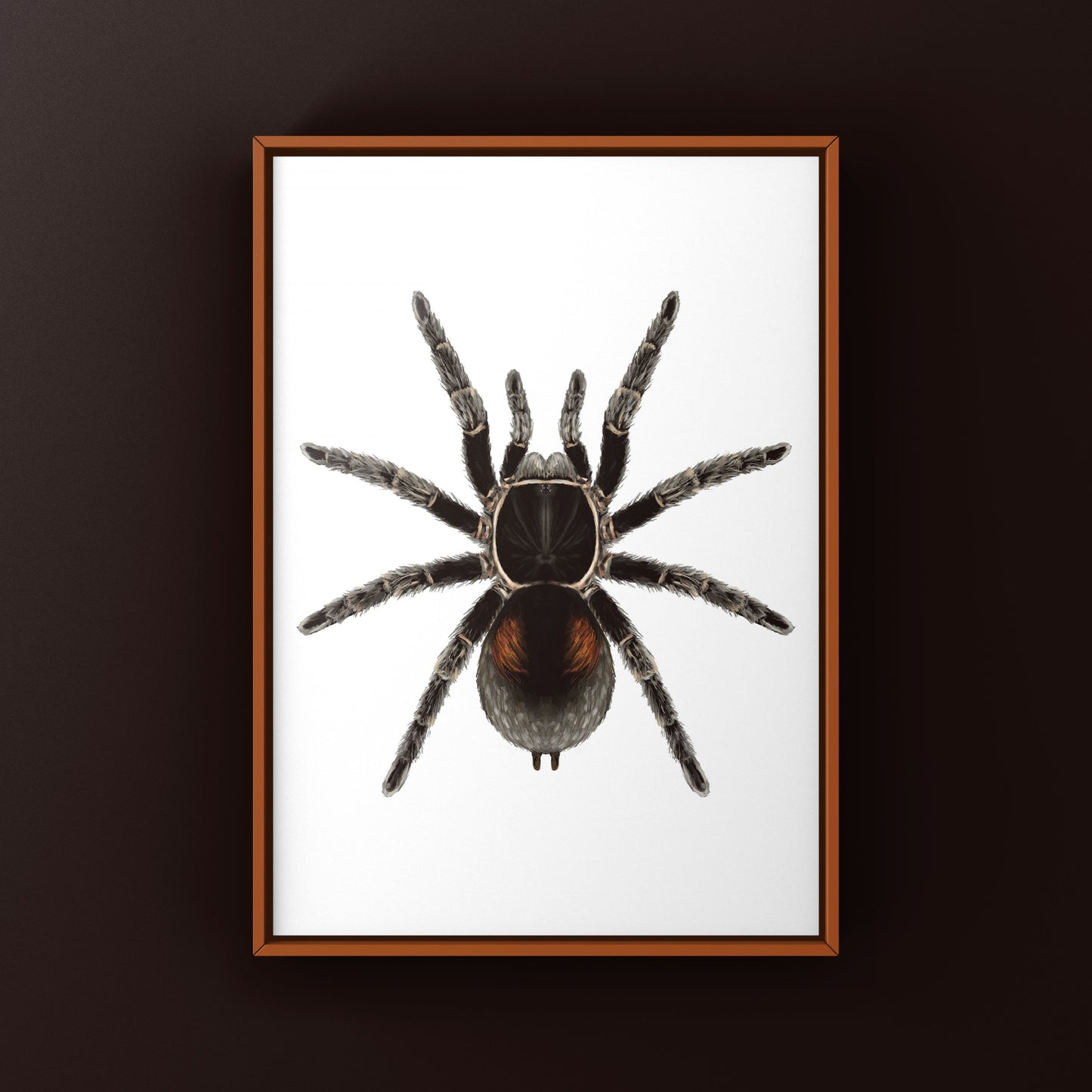 Dwarf Matuskai Tarantula, Bistriopelma Matuskai, Photographic Art Print
