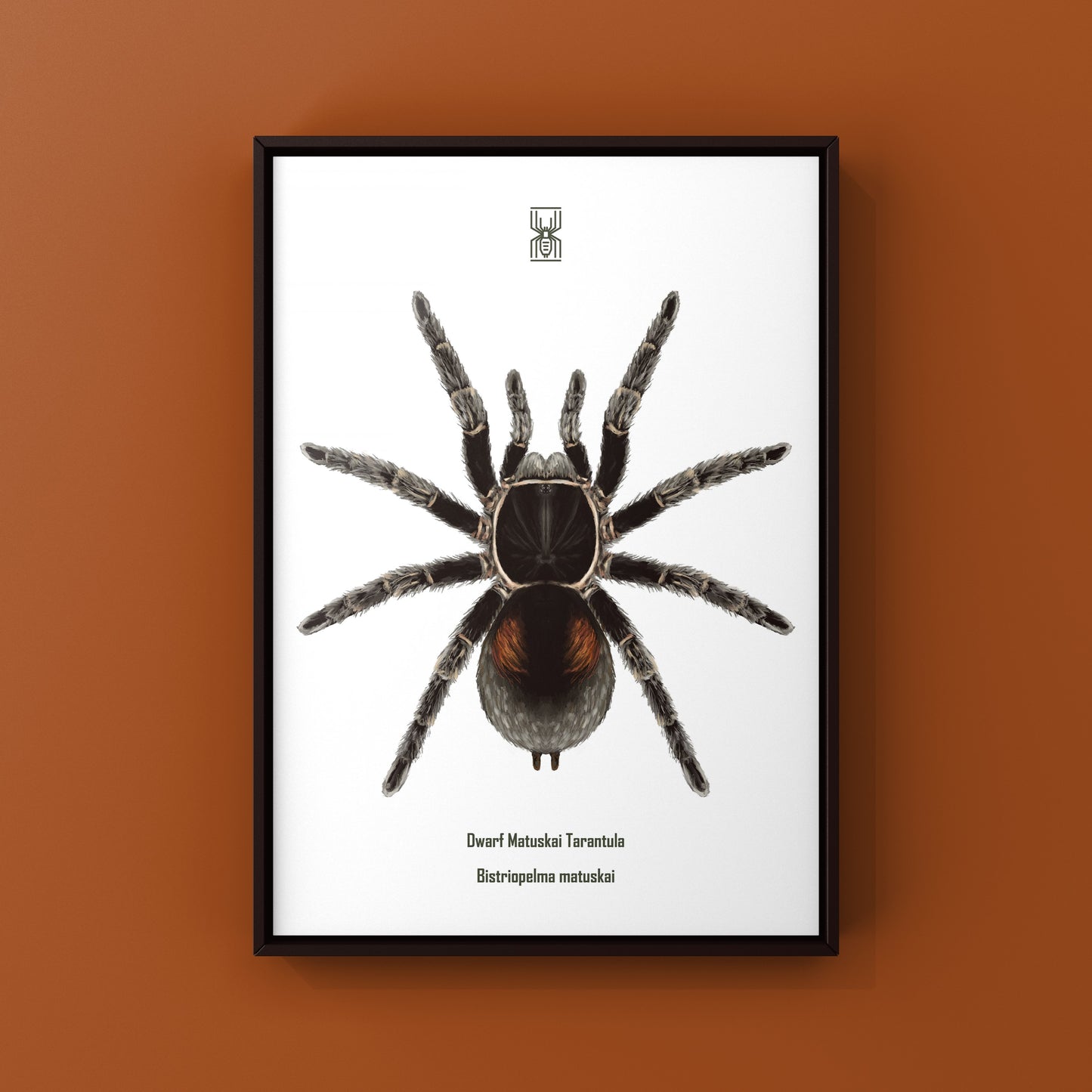 Dwarf Matuskai Tarantula, Bistriopelma Matuskai, Photographic Art Print