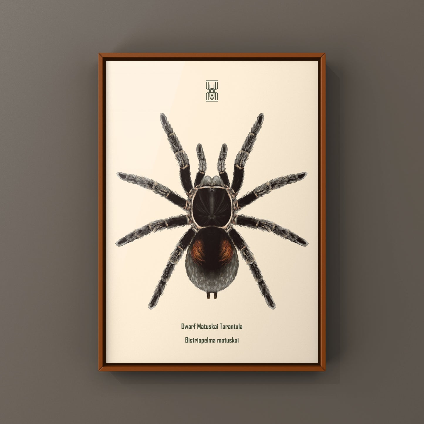 Dwarf Matuskai Tarantula, Bistriopelma Matuskai, Photographic Art Print