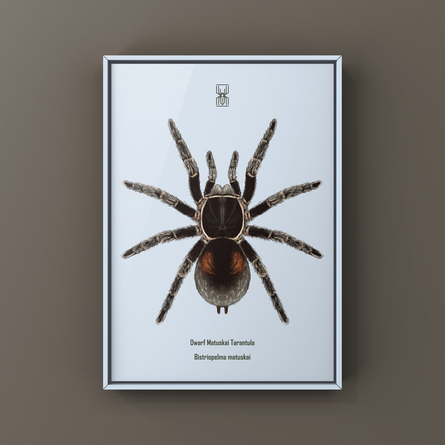 Dwarf Matuskai Tarantula, Bistriopelma Matuskai, Photographic Art Print
