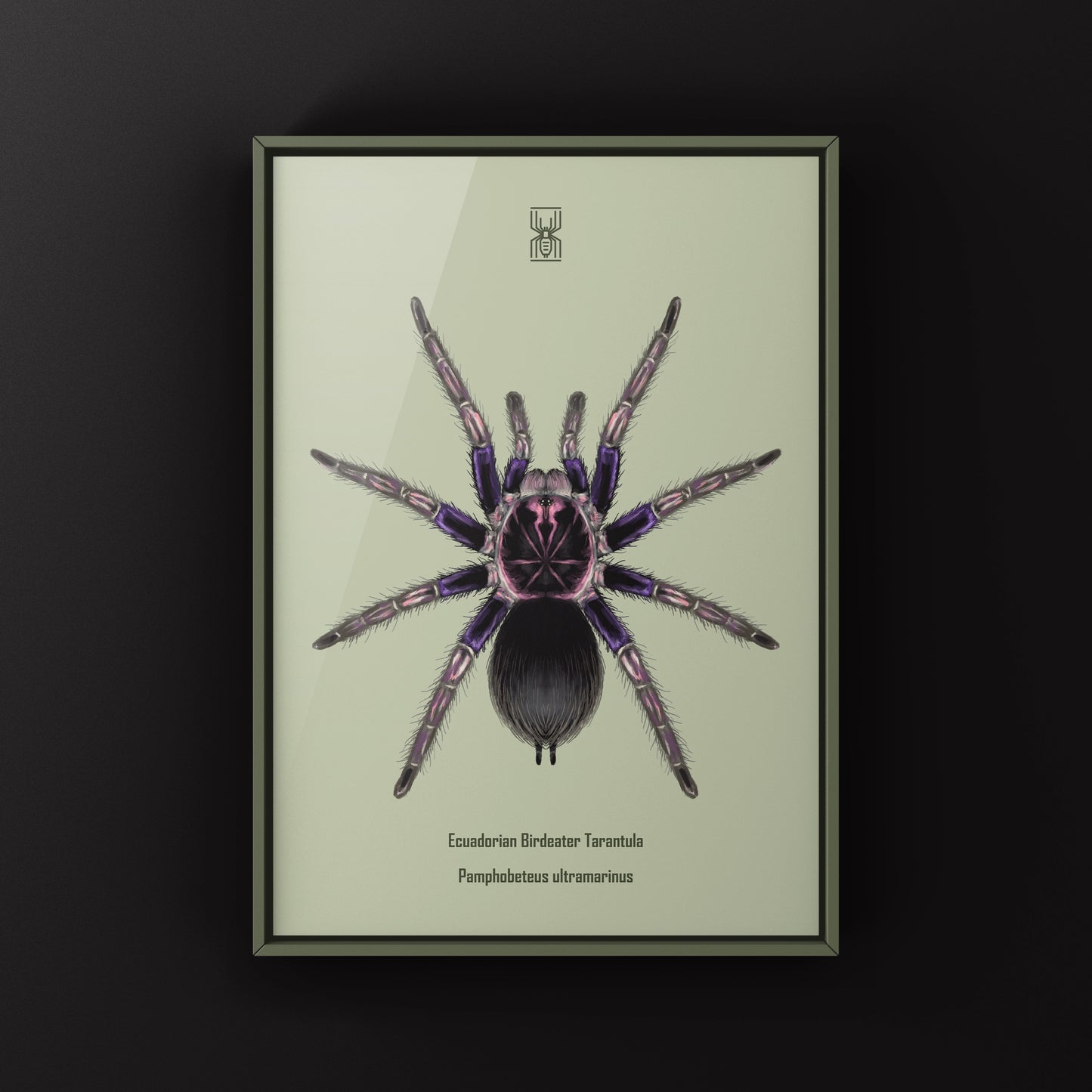 Ecuadorian Birdeater Tarantula, Pamphobeteus Ultramarinus, Photographic Art Print