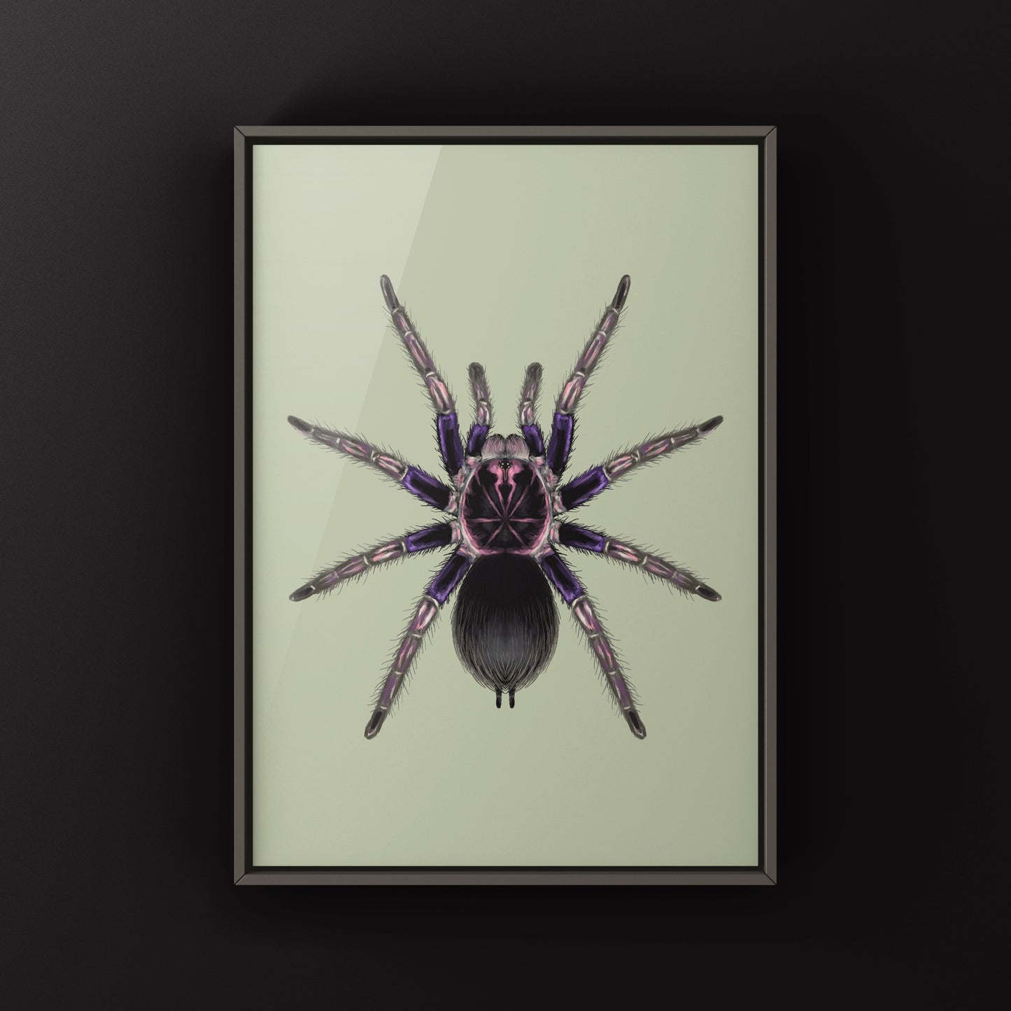 Ecuadorian Birdeater Tarantula, Pamphobeteus Ultramarinus, Photographic Art Print