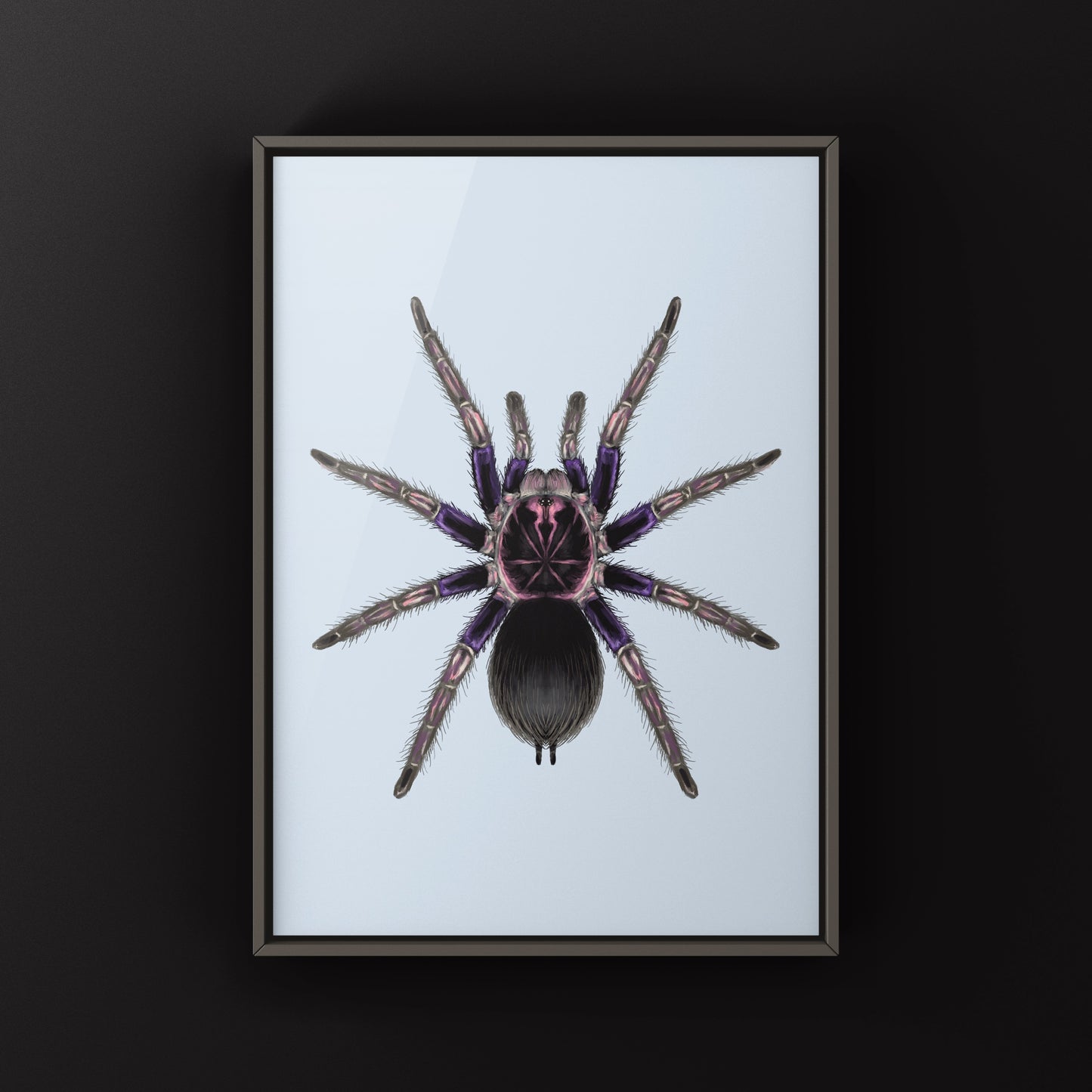 Ecuadorian Birdeater Tarantula, Pamphobeteus Ultramarinus, Photographic Art Print