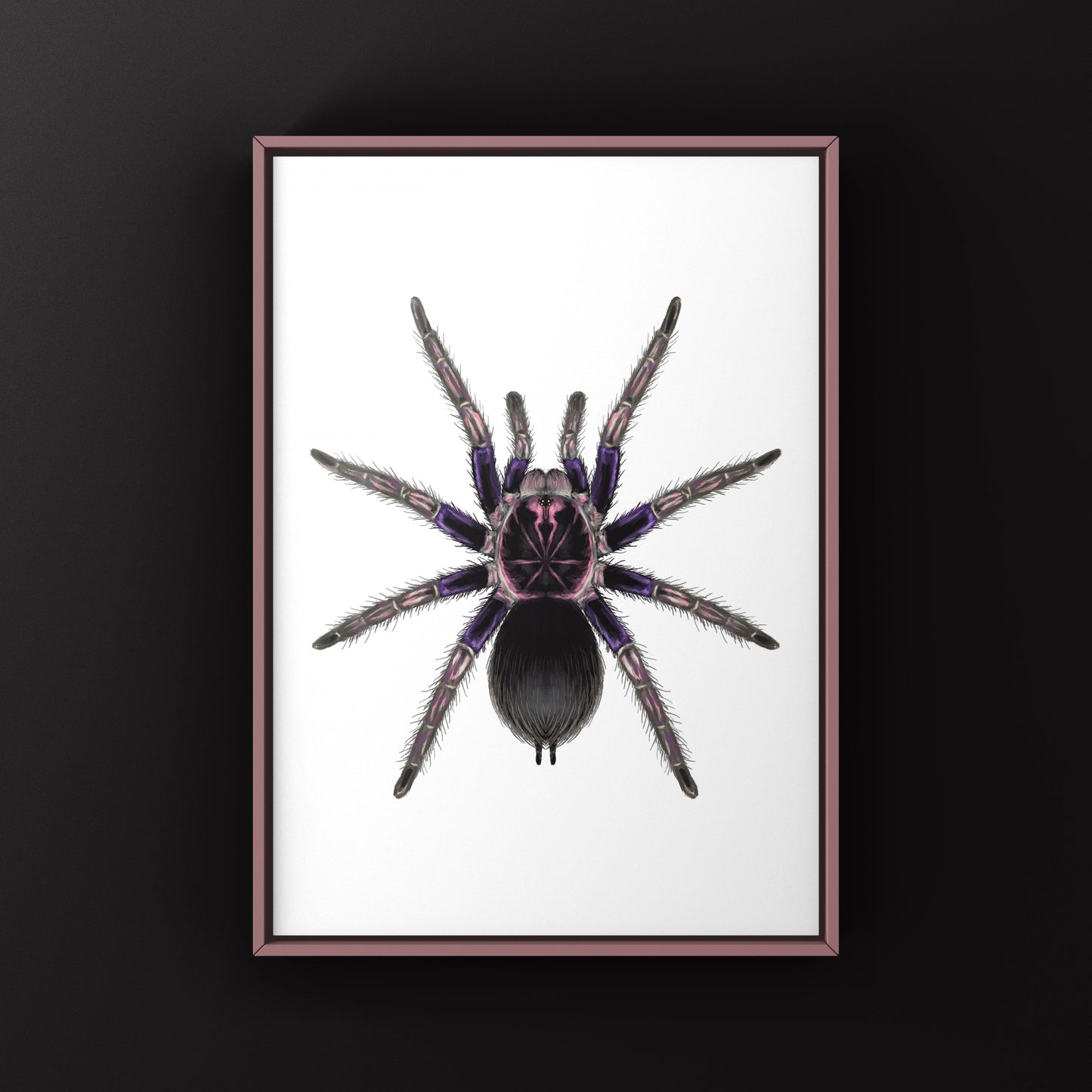 Ecuadorian Birdeater Tarantula, Pamphobeteus Ultramarinus, Photographic Art Print
