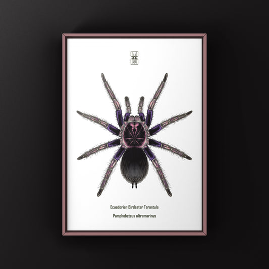 Ecuadorian Birdeater Tarantula, Pamphobeteus Ultramarinus, Photographic Art Print