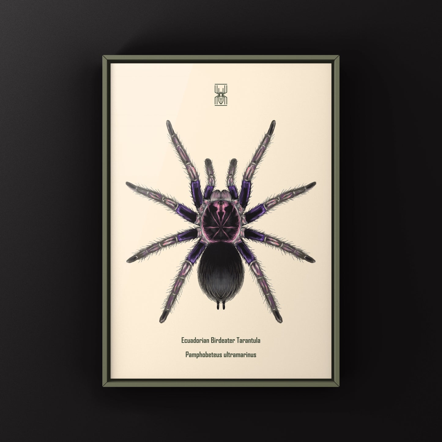 Ecuadorian Birdeater Tarantula, Pamphobeteus Ultramarinus, Photographic Art Print