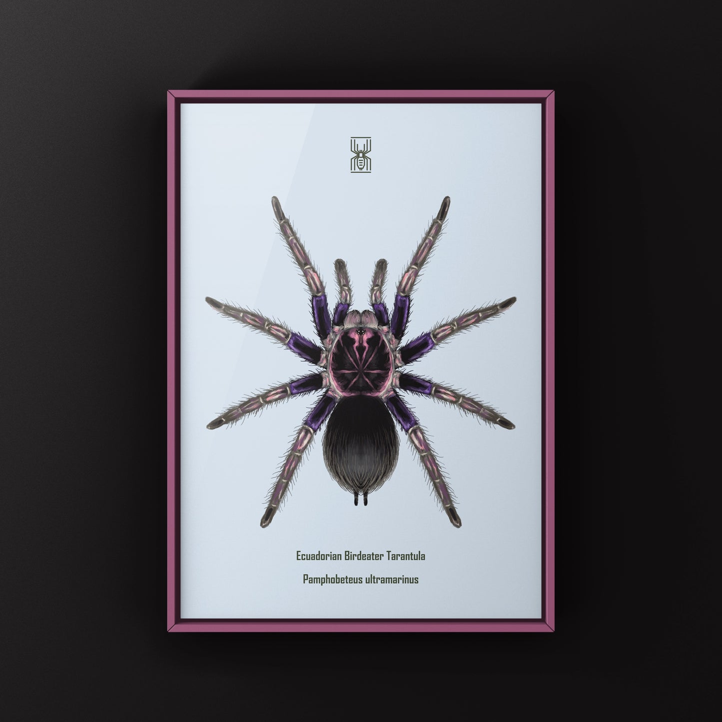 Ecuadorian Birdeater Tarantula, Pamphobeteus Ultramarinus, Photographic Art Print