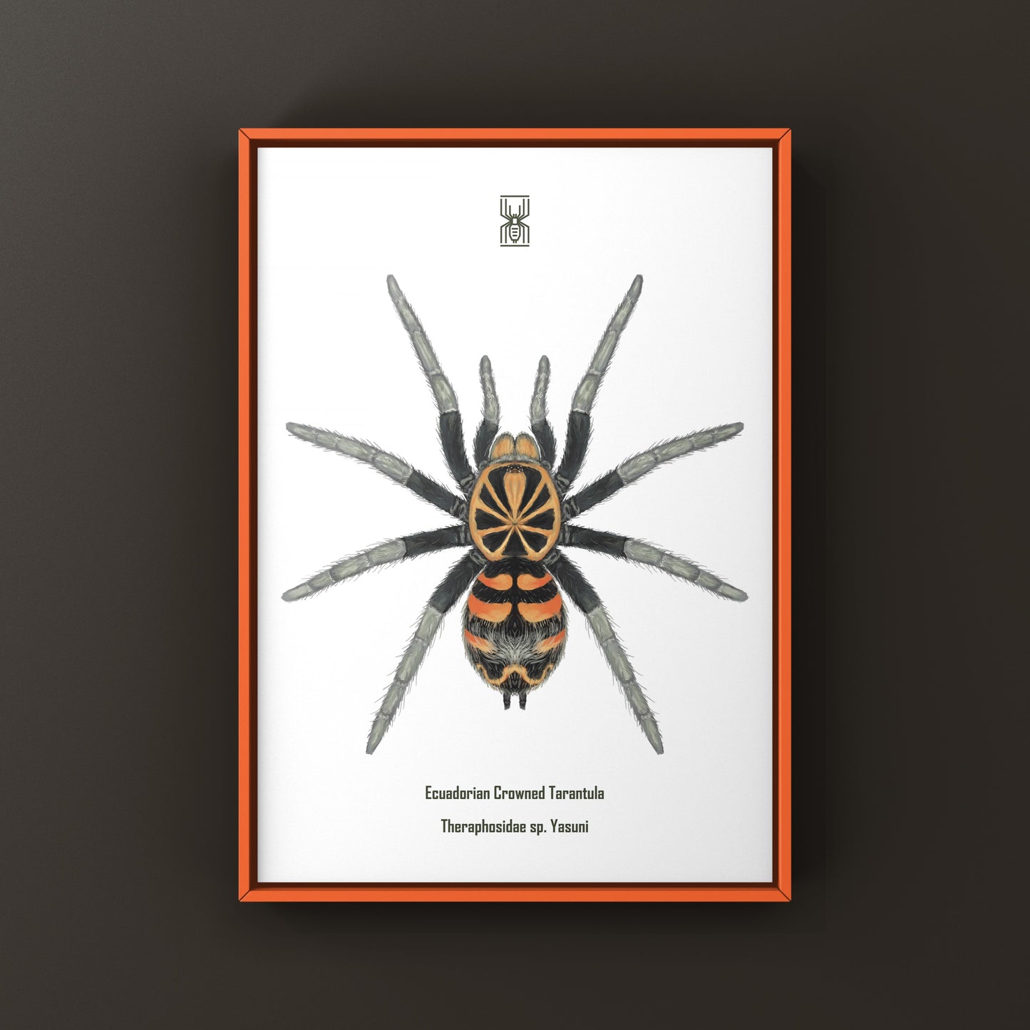 Ecuadorian Crowned Tarantula, Theraphosidae sp. Yasuni, Photographic Art Print