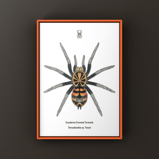 Ecuadorian Crowned Tarantula, Theraphosidae sp. Yasuni, Photographic Art Print