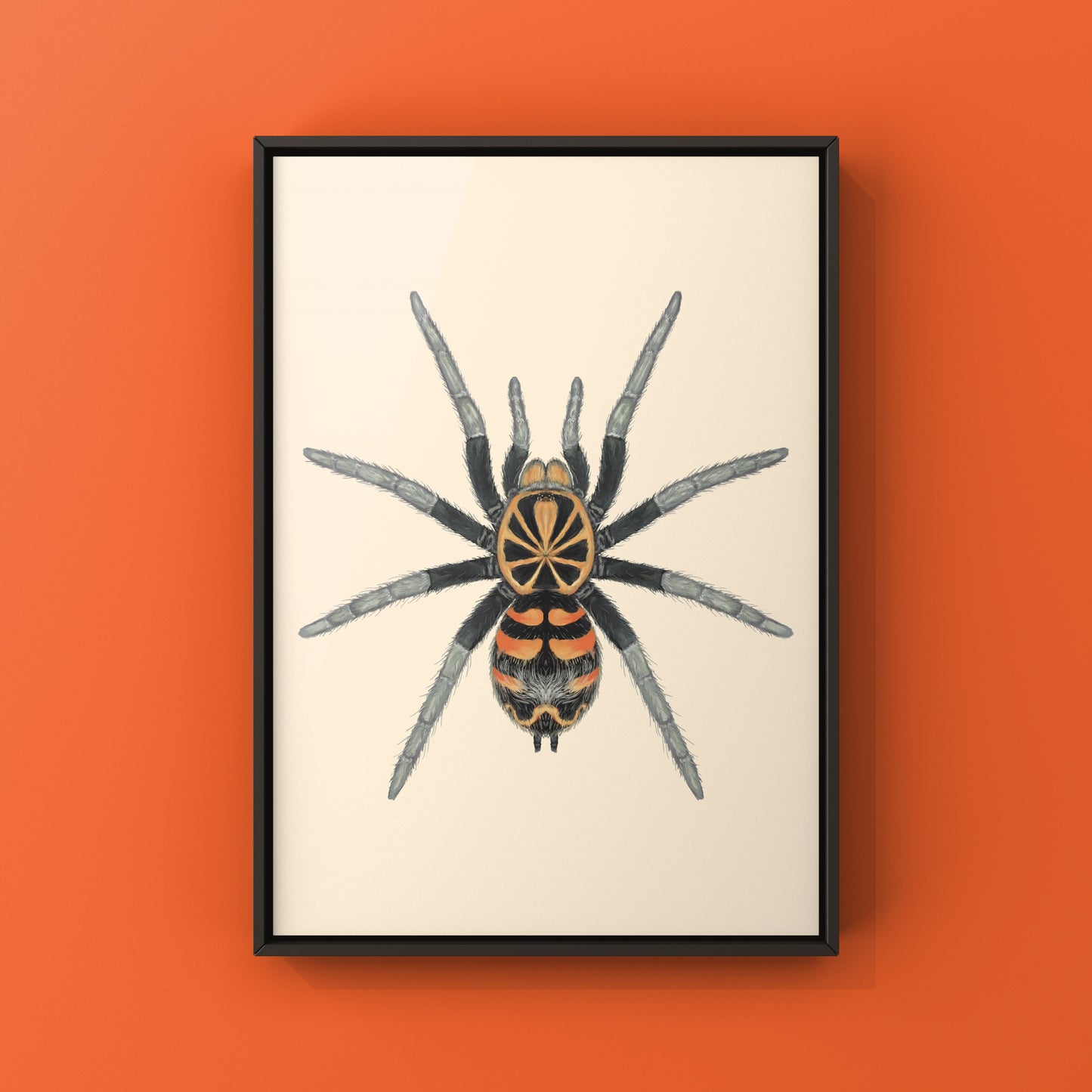 Ecuadorian Crowned Tarantula, Theraphosidae sp. Yasuni, Photographic Art Print