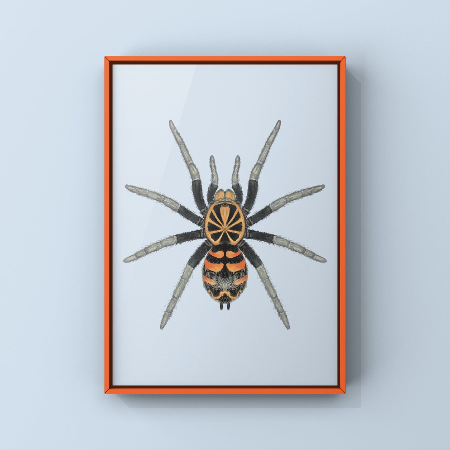 Ecuadorian Crowned Tarantula, Theraphosidae sp. Yasuni, Photographic Art Print
