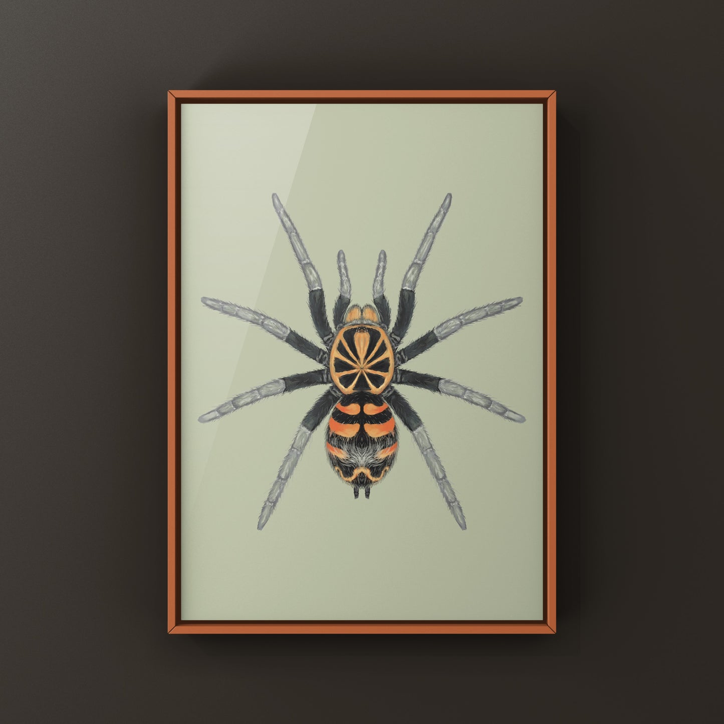 Ecuadorian Crowned Tarantula, Theraphosidae sp. Yasuni, Photographic Art Print