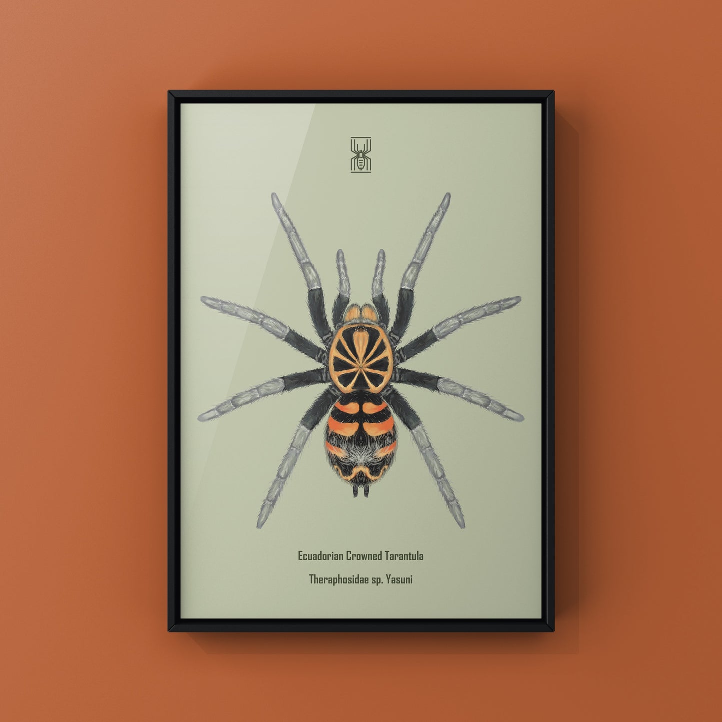 Ecuadorian Crowned Tarantula, Theraphosidae sp. Yasuni, Photographic Art Print