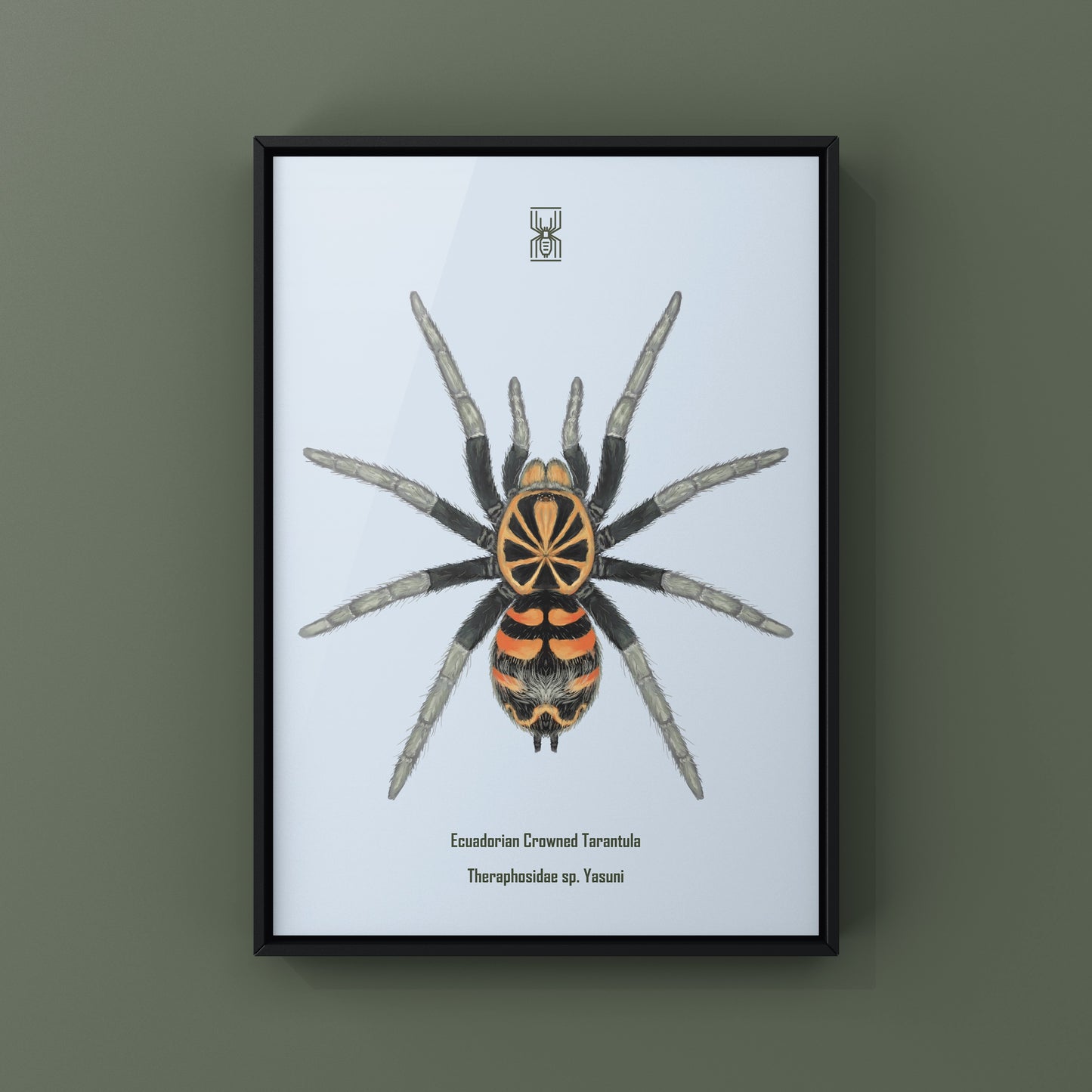 Ecuadorian Crowned Tarantula, Theraphosidae sp. Yasuni, Photographic Art Print