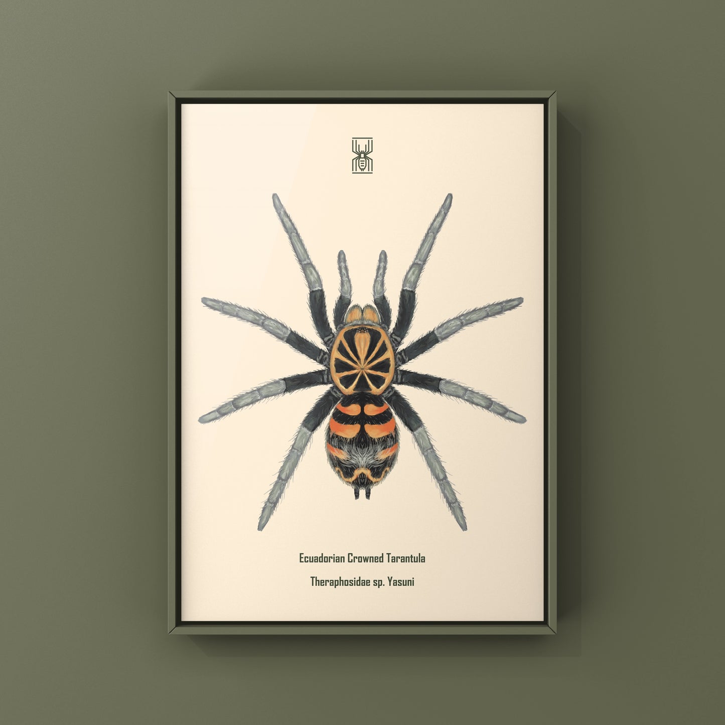 Ecuadorian Crowned Tarantula, Theraphosidae sp. Yasuni, Photographic Art Print