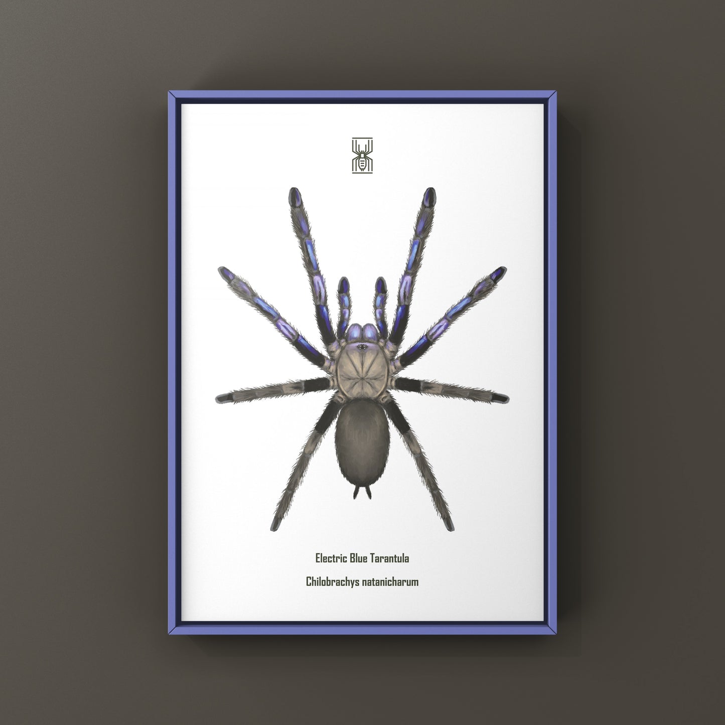 Electric Blue Tarantula, Chilobrachys Natanicharum, Photographic Art Print