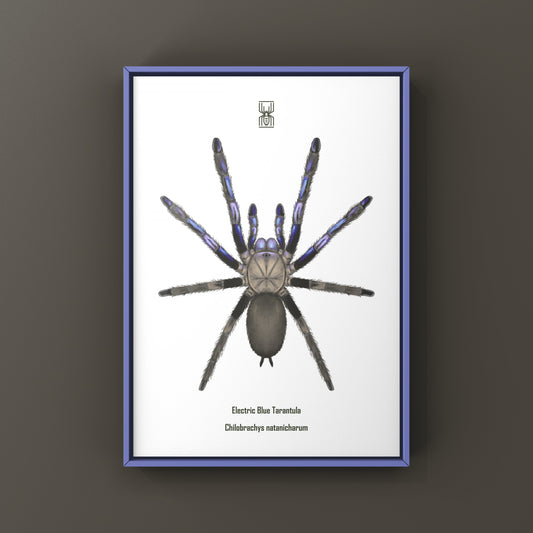 Electric Blue Tarantula, Chilobrachys Natanicharum, Photographic Art Print
