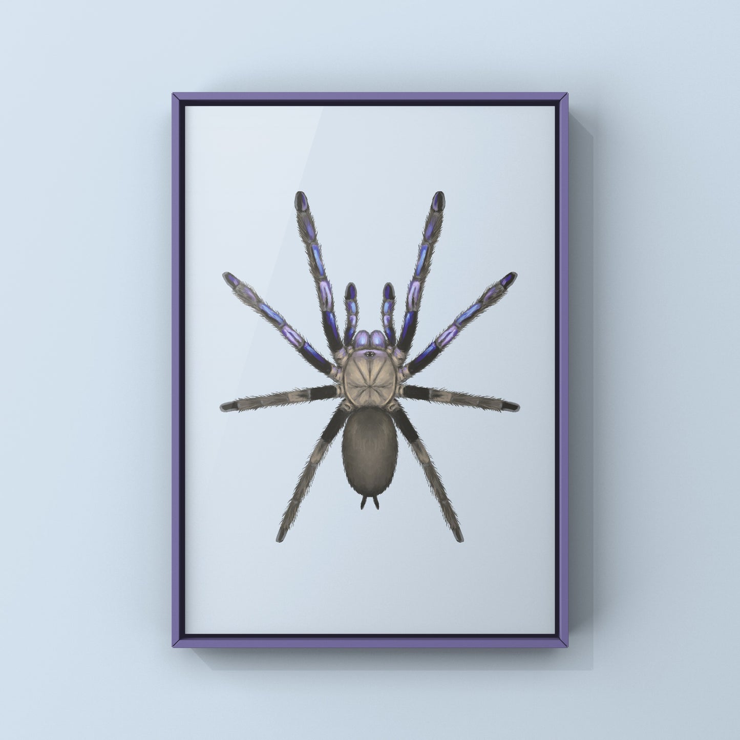 Electric Blue Tarantula, Chilobrachys Natanicharum, Photographic Art Print