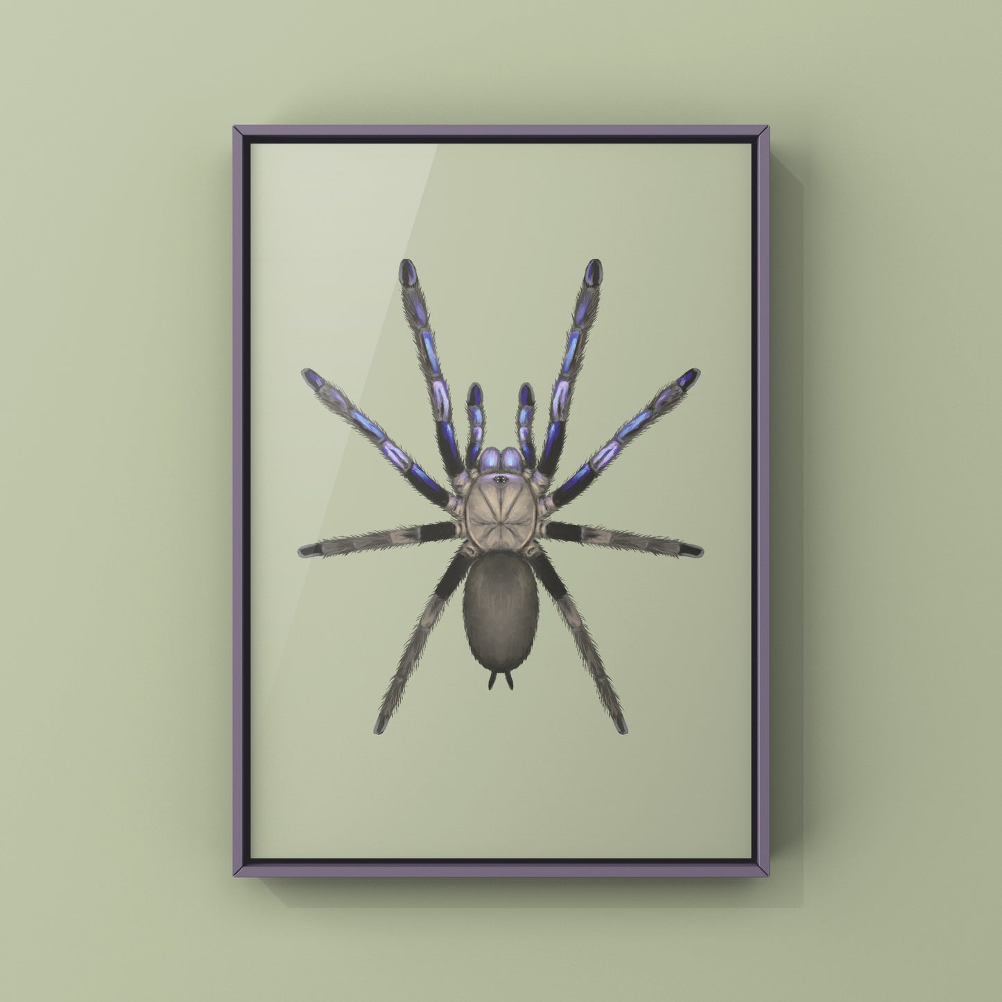 Electric Blue Tarantula, Chilobrachys Natanicharum, Photographic Art Print