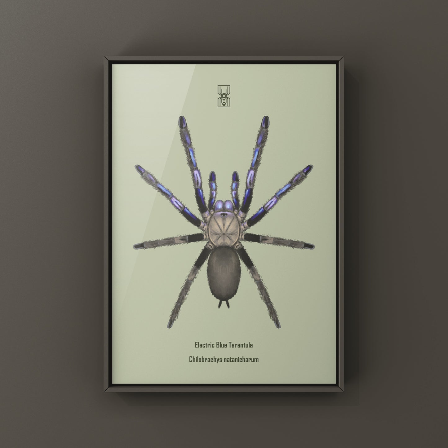 Electric Blue Tarantula, Chilobrachys Natanicharum, Photographic Art Print