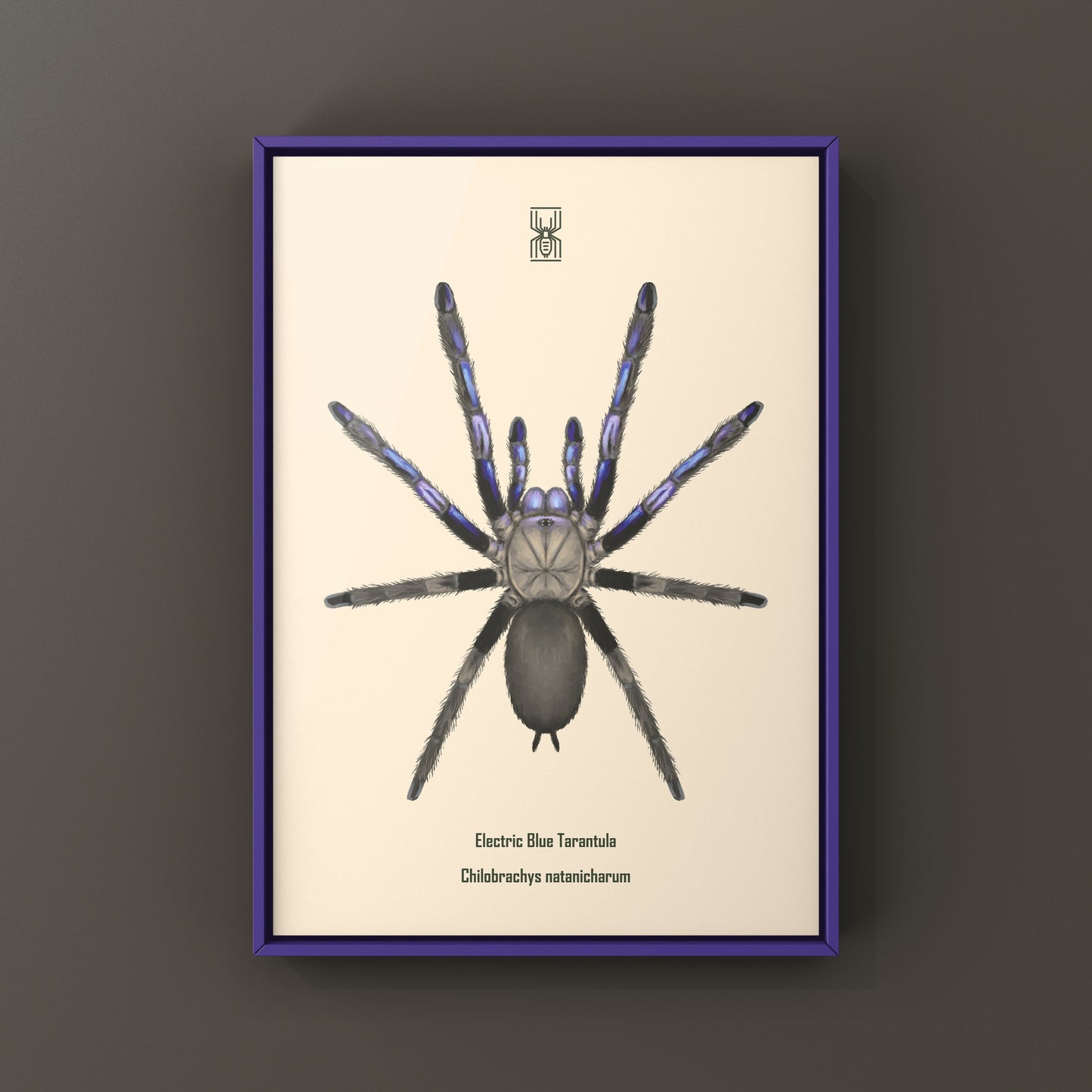 Electric Blue Tarantula, Chilobrachys Natanicharum, Photographic Art Print