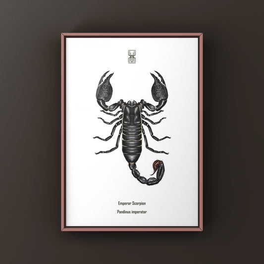 Emperor Scorpion, Pandinus Imperator, Photographic Art Print