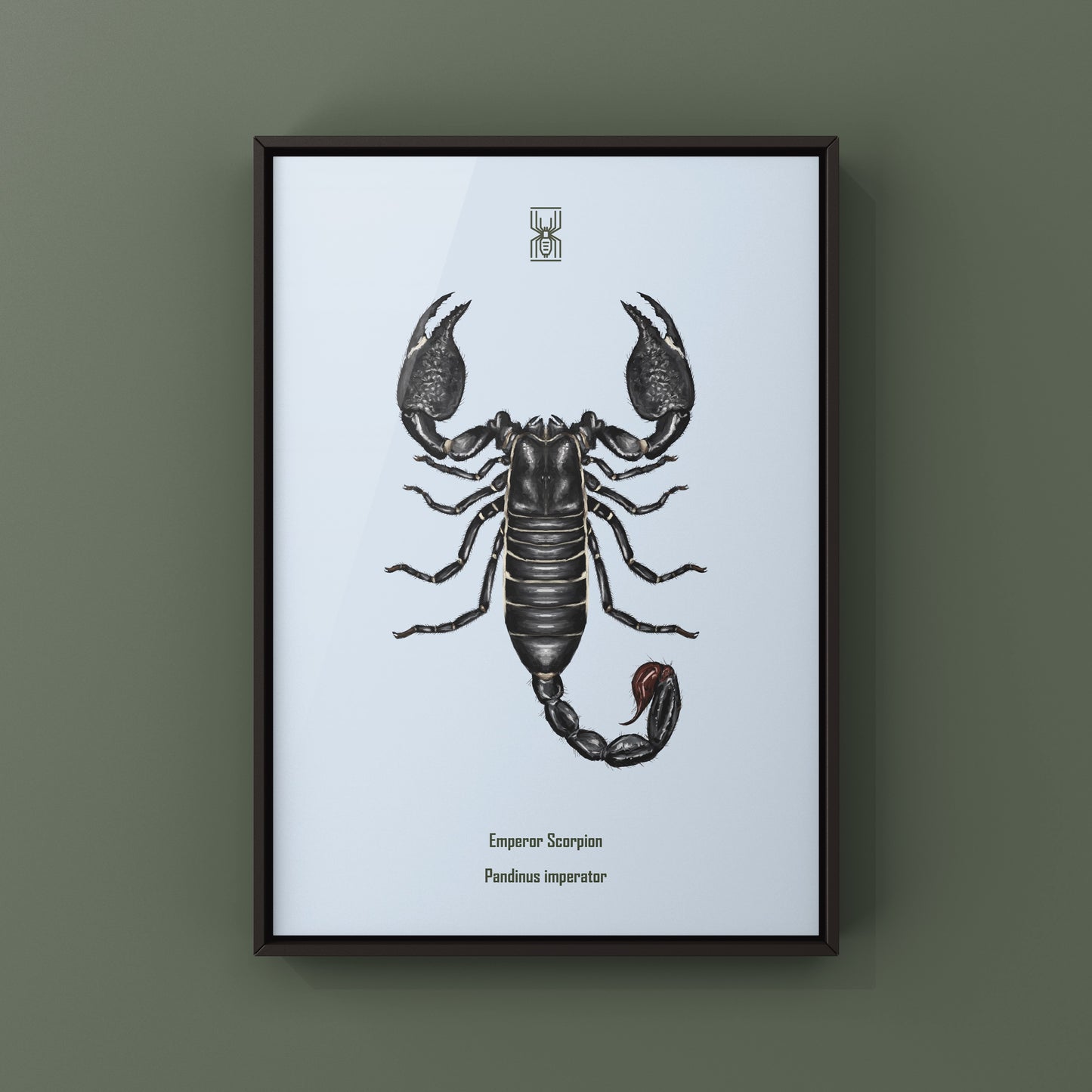 Emperor Scorpion, Pandinus Imperator, Photographic Art Print