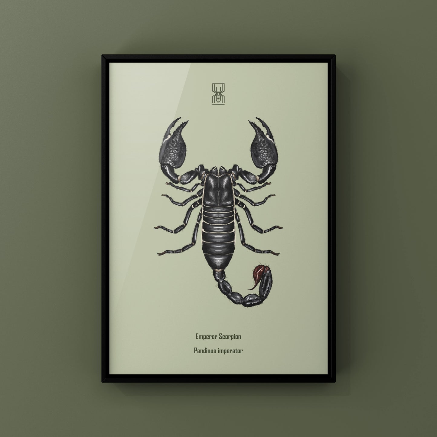 Emperor Scorpion, Pandinus Imperator, Photographic Art Print