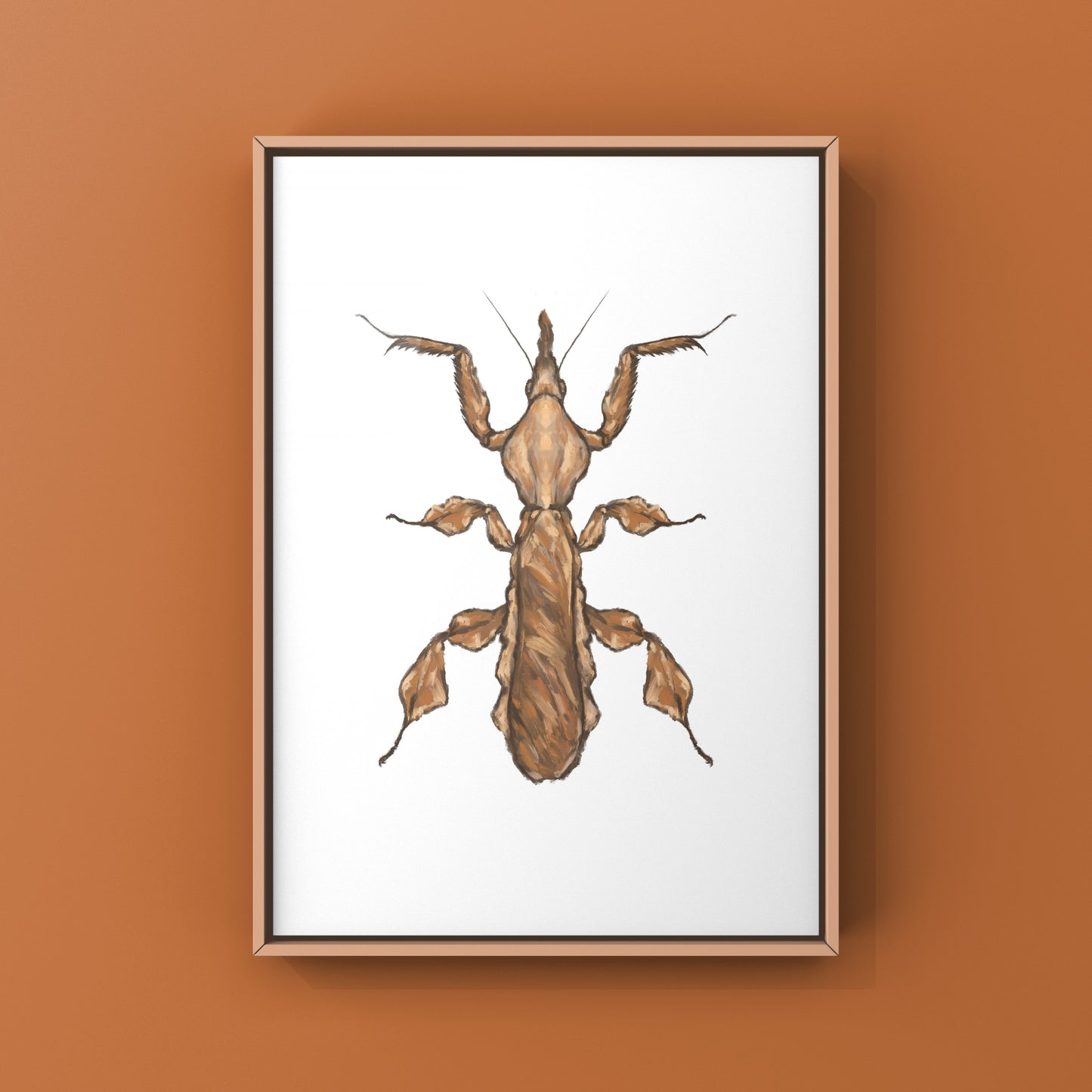 Ghost Mantis, Phyllocrania Paradoxa, Photographic Art Print