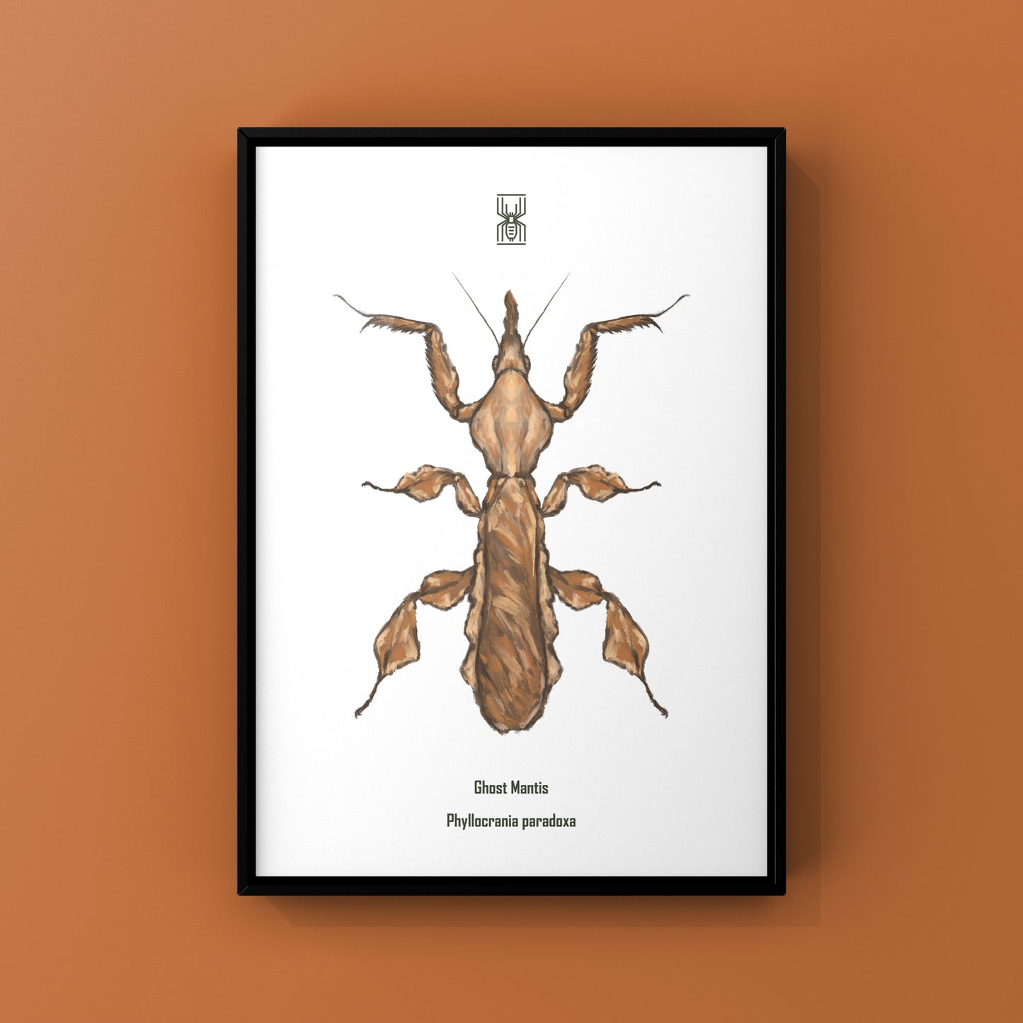 Ghost Mantis, Phyllocrania Paradoxa, Photographic Art Print
