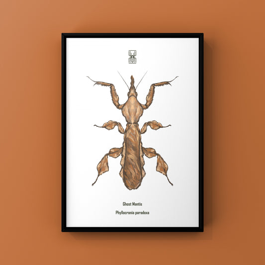 Ghost Mantis, Phyllocrania Paradoxa, Photographic Art Print