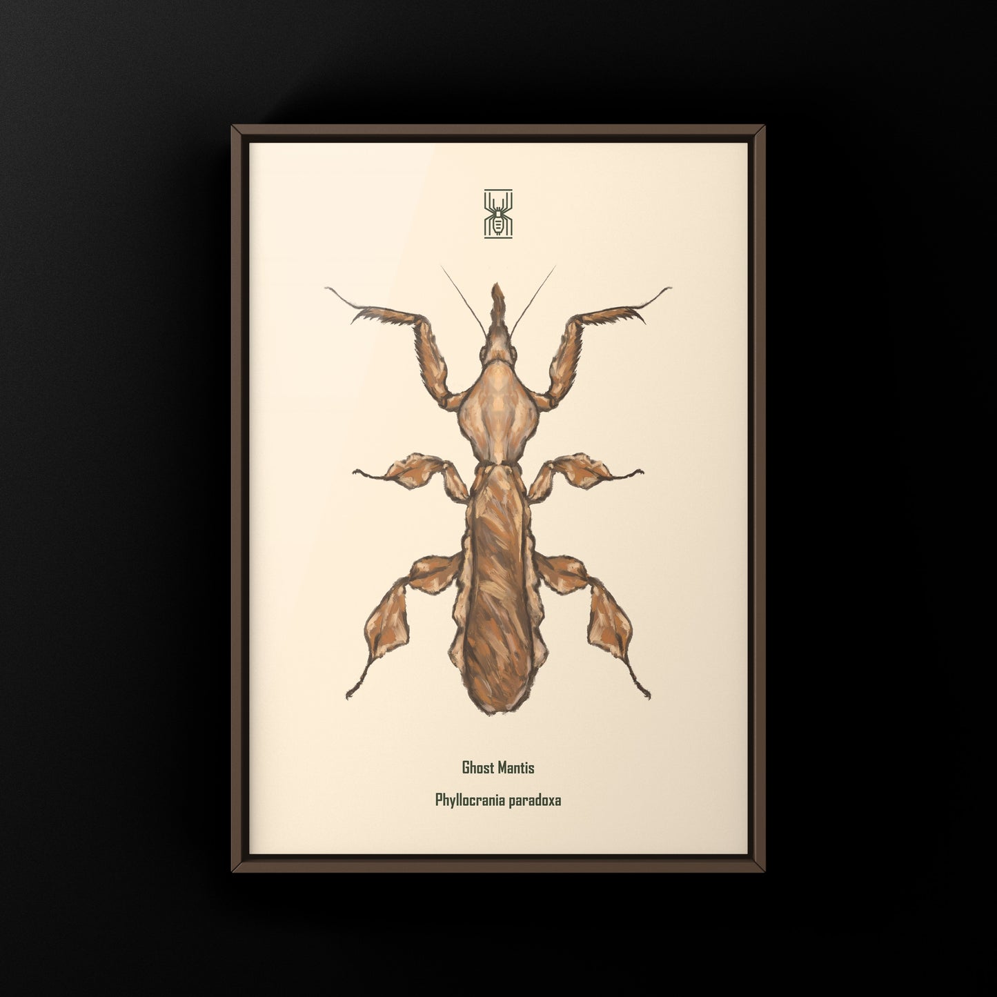 Ghost Mantis, Phyllocrania Paradoxa, Photographic Art Print