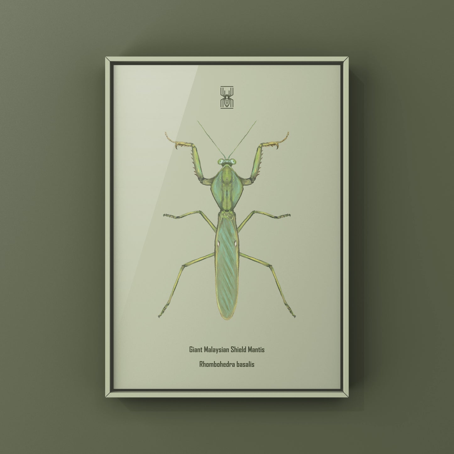 Giant Malaysian Shield Mantis, Rhombohedra Basalis, Photographic Art Print