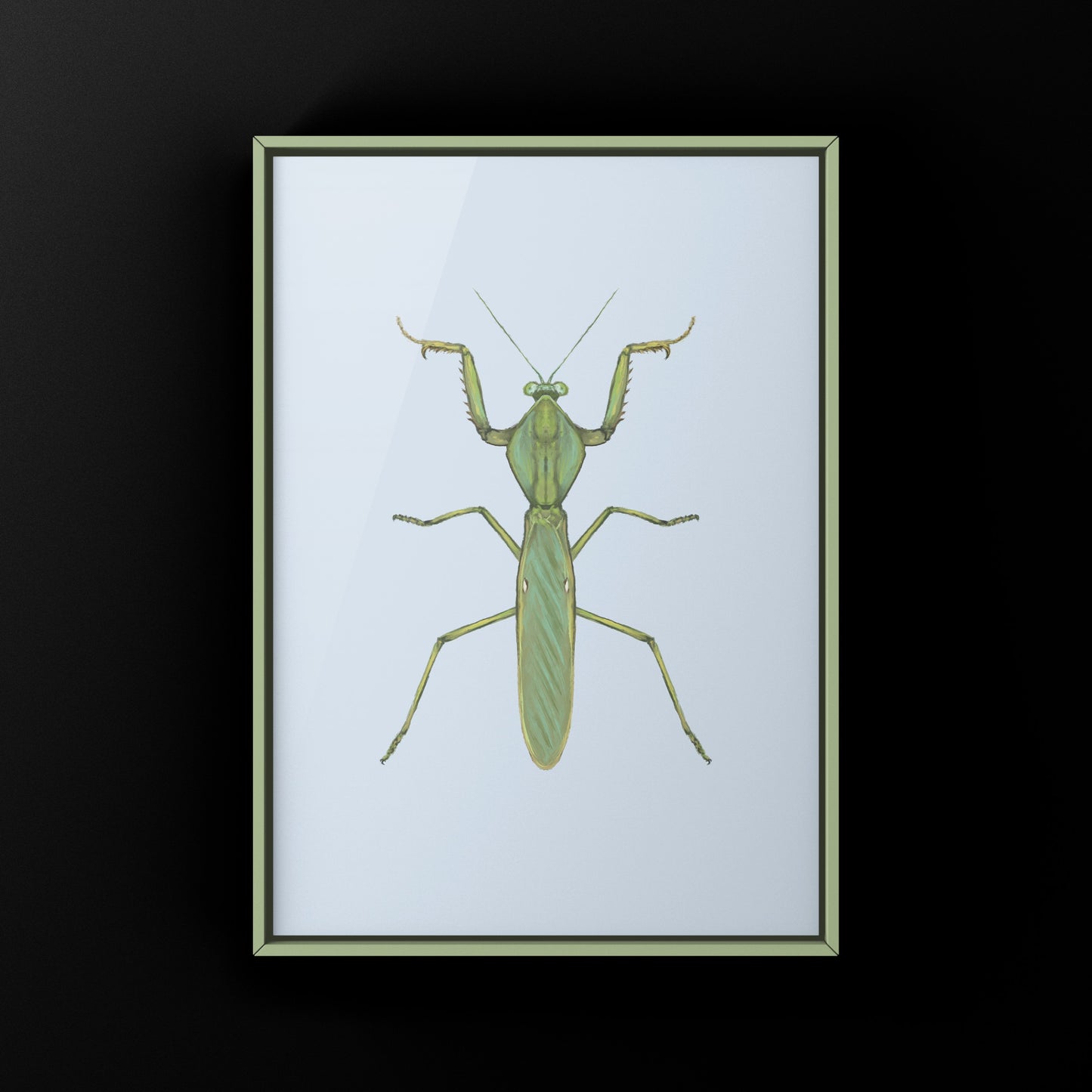 Giant Malaysian Shield Mantis, Rhombohedra Basalis, Photographic Art Print