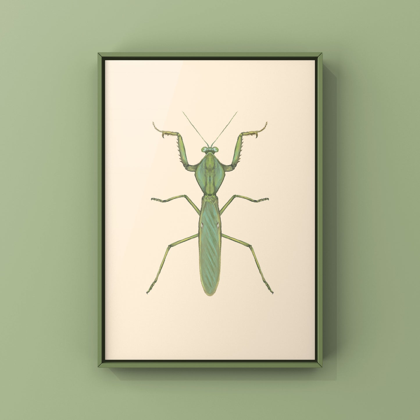 Giant Malaysian Shield Mantis, Rhombohedra Basalis, Photographic Art Print