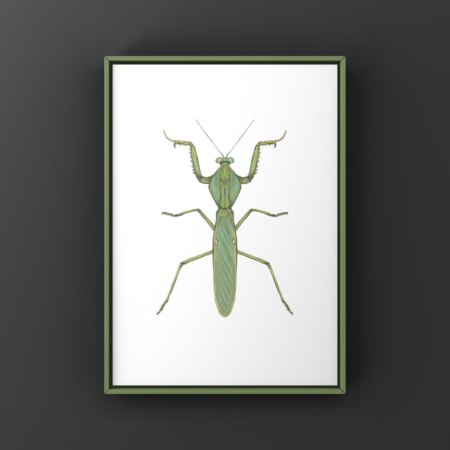 Giant Malaysian Shield Mantis, Rhombohedra Basalis, Photographic Art Print