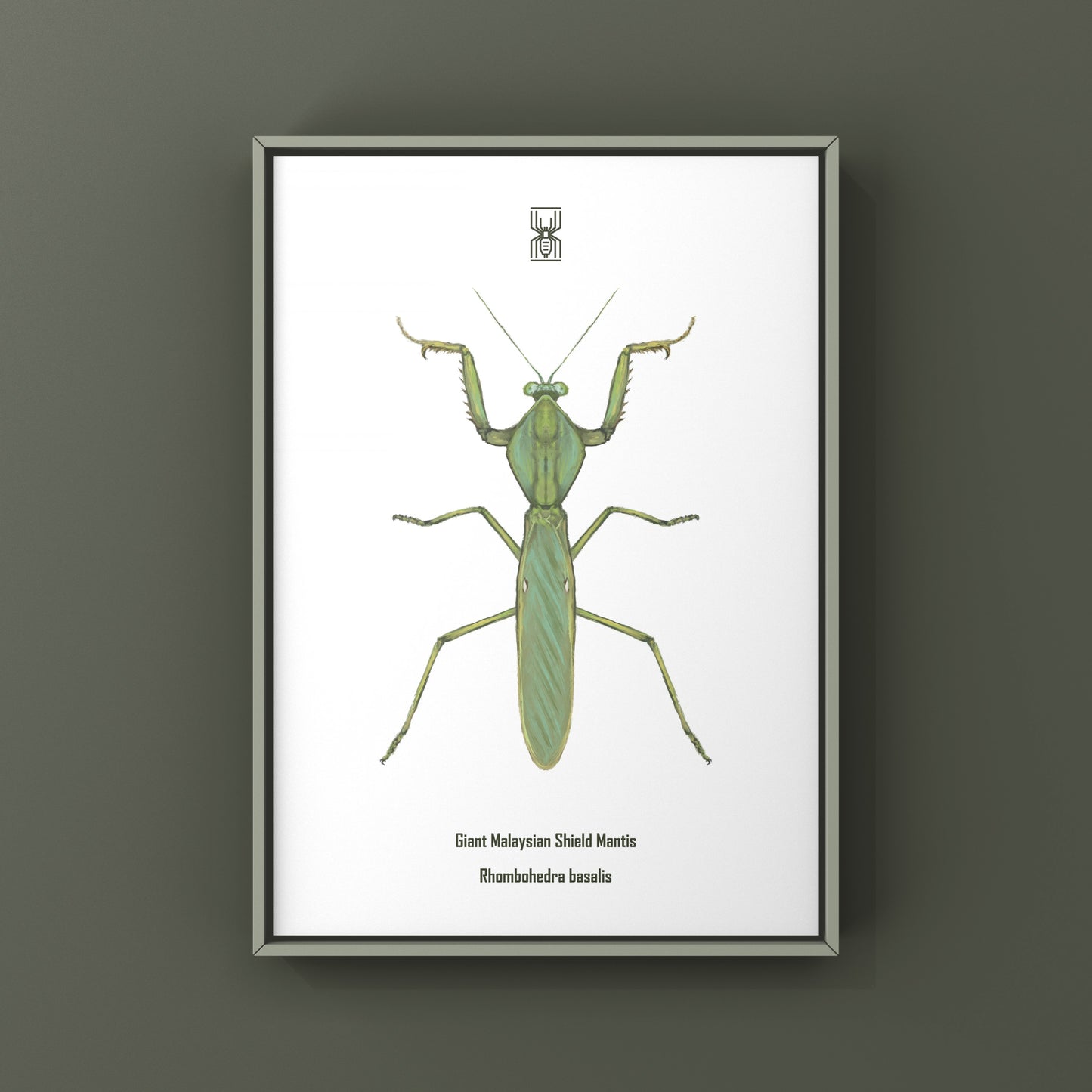 Giant Malaysian Shield Mantis, Rhombohedra Basalis, Photographic Art Print