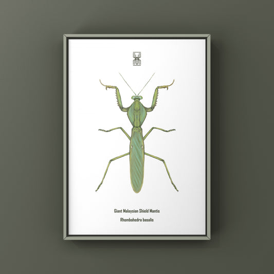 Giant Malaysian Shield Mantis, Rhombohedra Basalis, Photographic Art Print